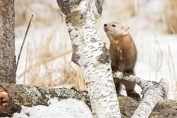 American_marten_SZB_2024_20