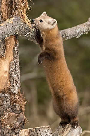 American_marten_SZB_2024_19