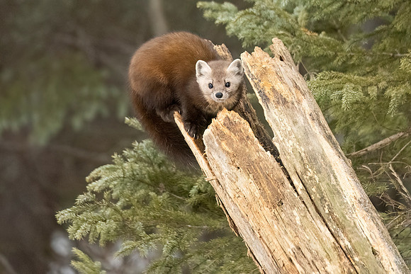 American_marten_SZB_2024_18