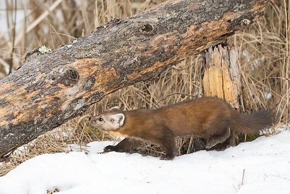 American_marten_SZB_2024_17