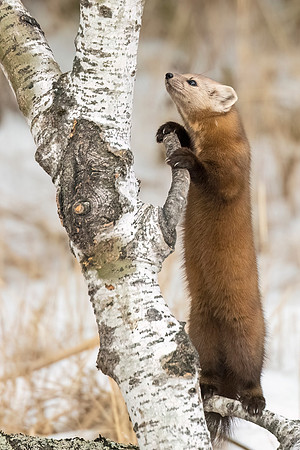 American_marten_SZB_2024_21