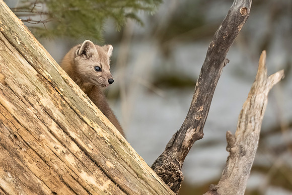 American_marten_SZB_2024_22