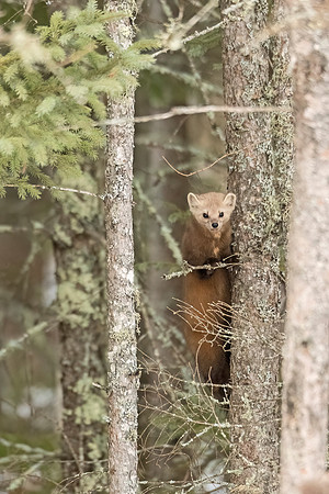 American_marten_SZB_2024_23