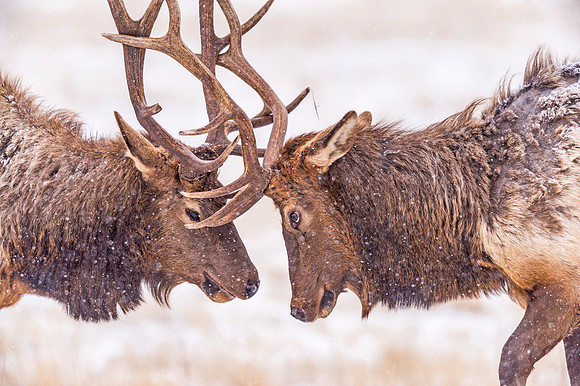 Elk_EP_2019_6