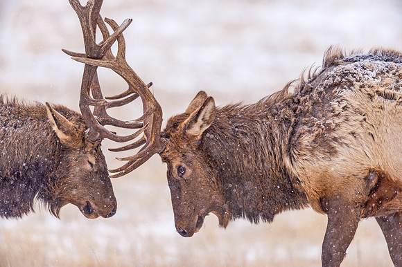 Elk_EP_2019_12