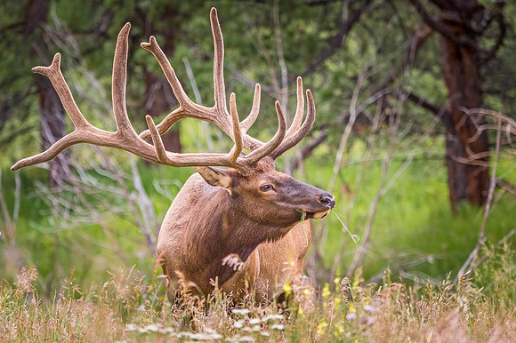 Elk_EP_2019_11