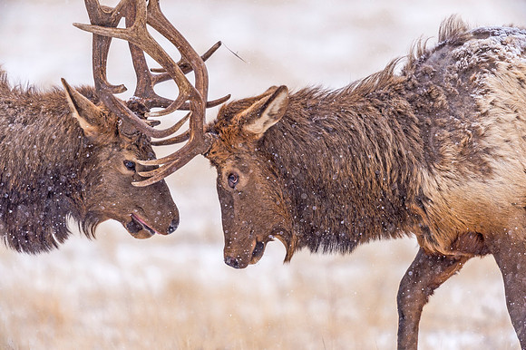 Elk_EP_2019_14