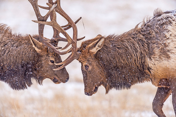 Elk_EP_2019_13
