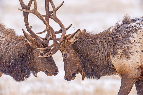 Elk_EP_2019_15