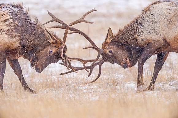 Elk_EP_2019_16