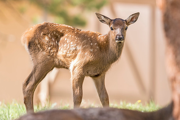 Elk_calf_EP_2019_11