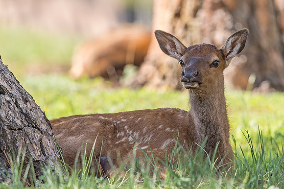 Elk_calf_EP_2019_13