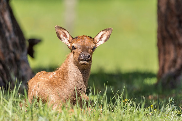 Elk_calf_EP_2019_12