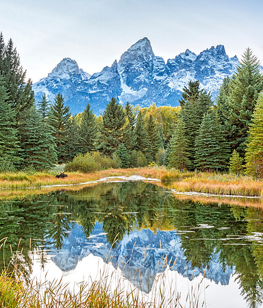 Moose_GTNP_2019_6_pano-top