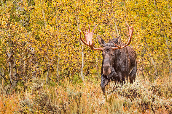 Moose_GTNP_2019_3