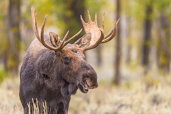 Moose_GTNP_2019_1