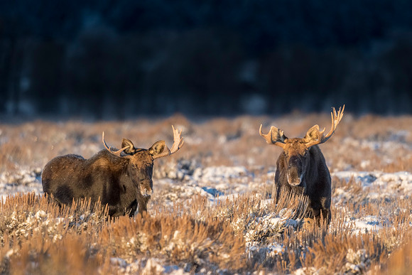 Moose_GTNP_2018_2