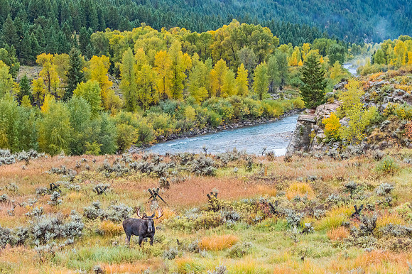 Moose_GTNP_2019_8