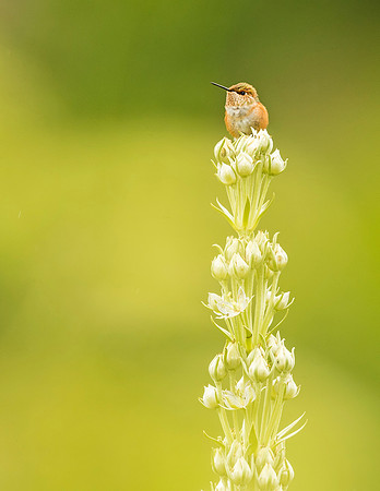 Hummingbird_YBB_2015_1