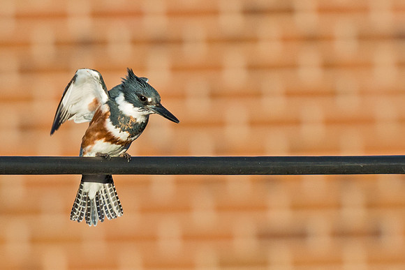 Belted_Kingfisher_4