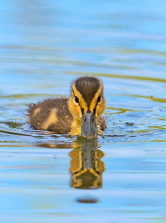 Duckling_3