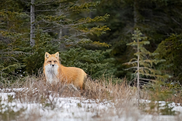Red_fox_CH_2024_4