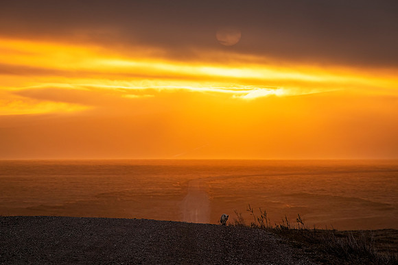 Sunset_fox_tundra_Nome_2023_1