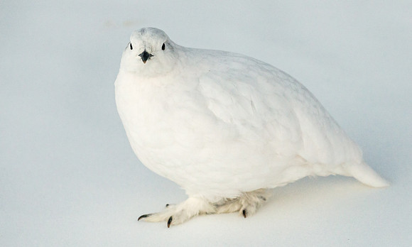 White-tailed_ptarmigan_28