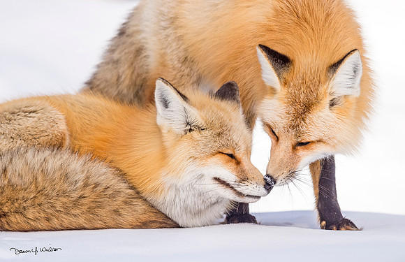 Red_Fox_GTNP-2016_5
