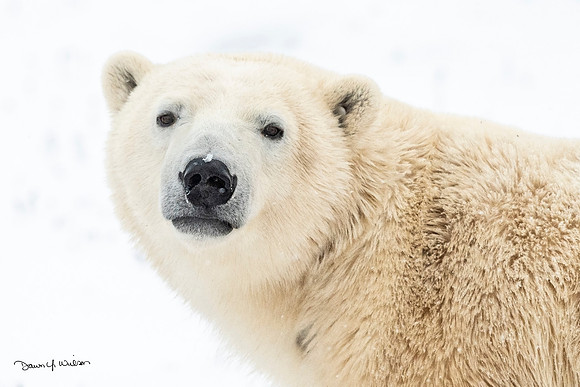 Polar_bear_Churchill_2021_1