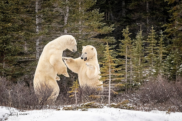Polar_bear_Churchill_2021_4