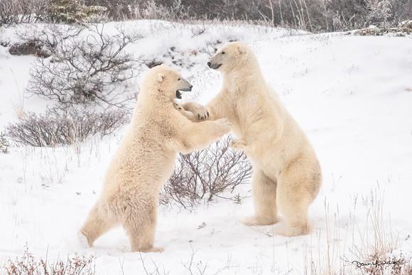 Polar_bear_Churchill_2021_6