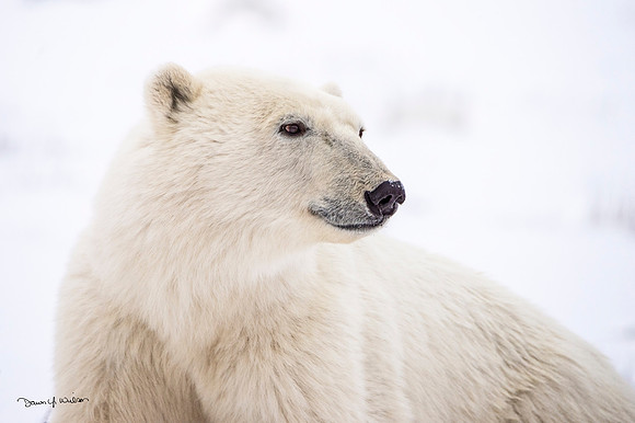 Polar_bear_Churchill_2021_10
