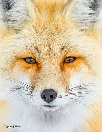 Red_Fox_GTNP_2016_3