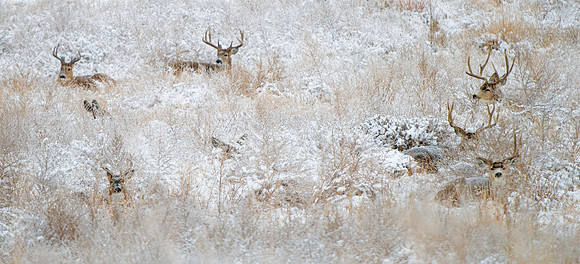 White-tailed_deer_55