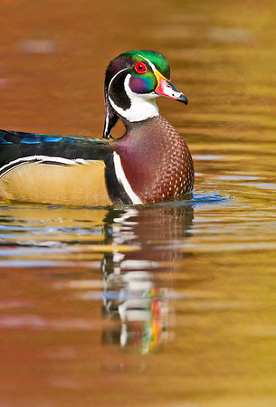 Wood_duck_18