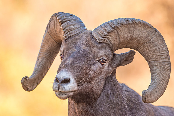 Bighorn_sheep_Waterton_2019_9