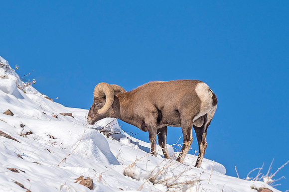 Bighorn_sheep_Waterton_2019_17