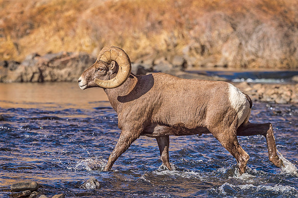 Bighorn_sheep_Waterton_2019_18