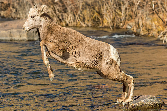 Bighorn_sheep_Waterton_2019_19