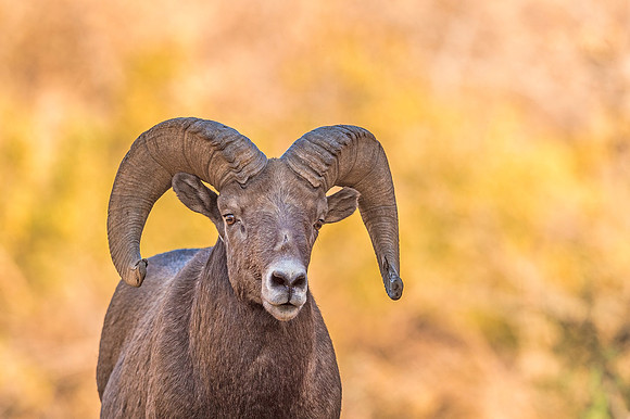 Bighorn_sheep_Waterton_2019_8