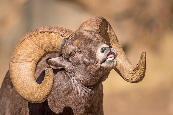 Bighorn_sheep_Waterton_2019_20