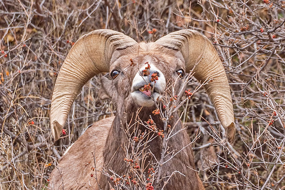 Bighorn_Waterton_2018_1
