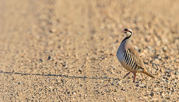 Chukar_7