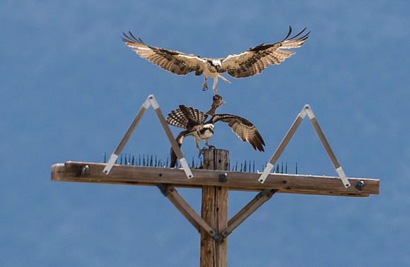 Osprey_38