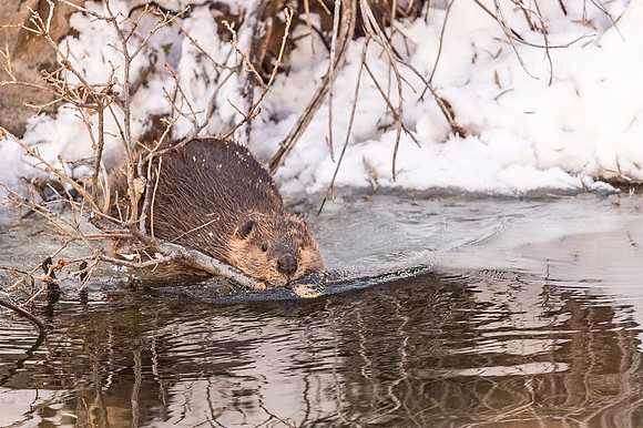 Beaver_Waterton_Canyon_2019_2