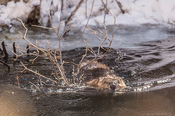 Beaver_Waterton_Canyon_2019_3