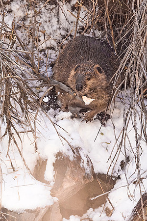 Beaver_Waterton_Canyon_2019_1