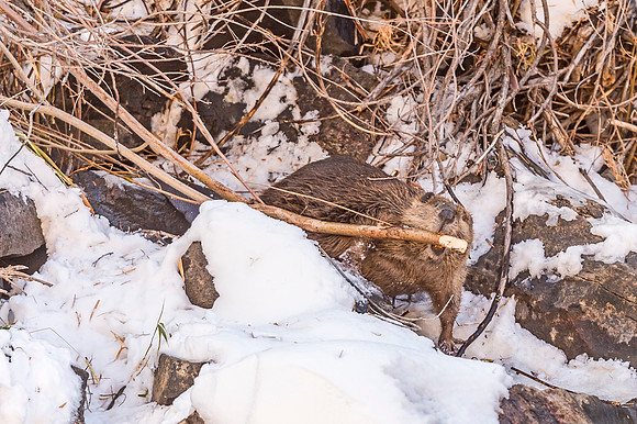 Beaver_Waterton_Canyon_2019_4