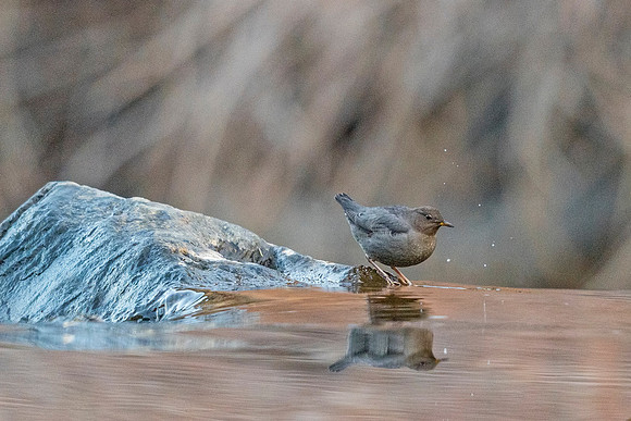 American_dipper_Waterton_2018_1